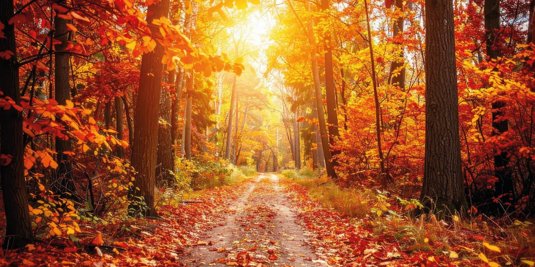 Herbstlicher Weg im Wald